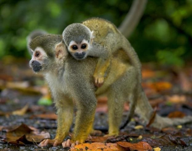 Tambopata Amazon tour 2 days — squirrel monkeys in the Peruvian Amazon jungle from Cusco