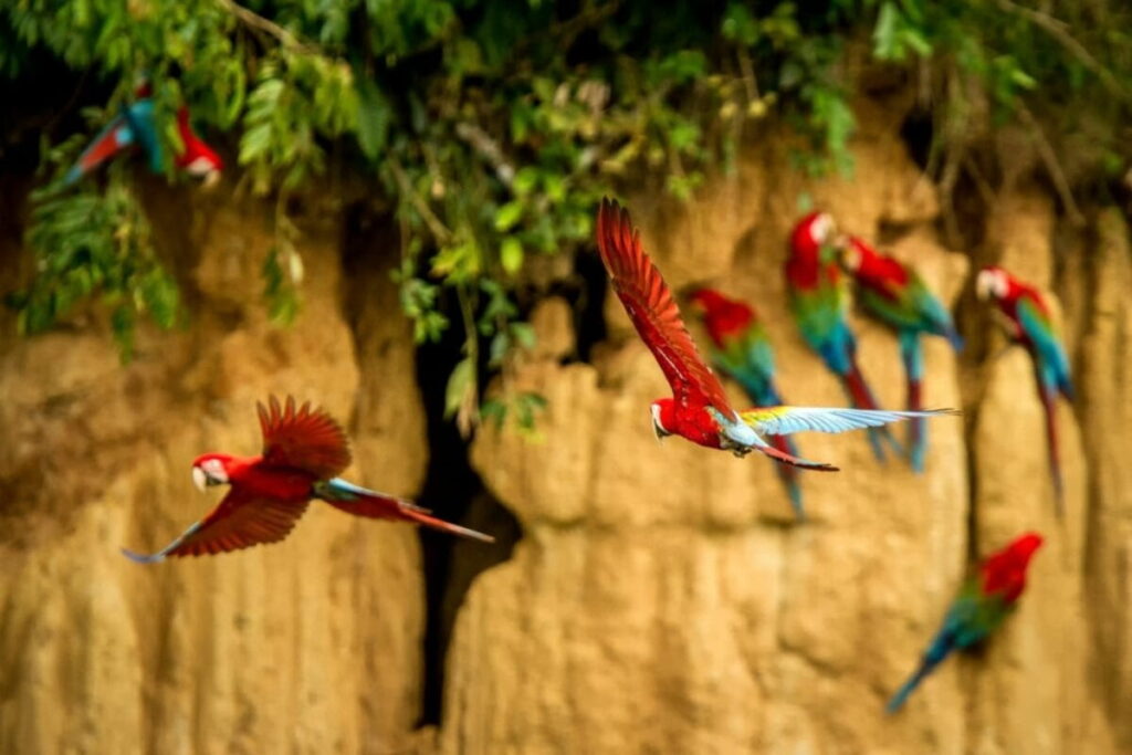 Tambopata Amazon tour 4 days — scarlet macaws at clay lick Peruvian rainforest from Cusco