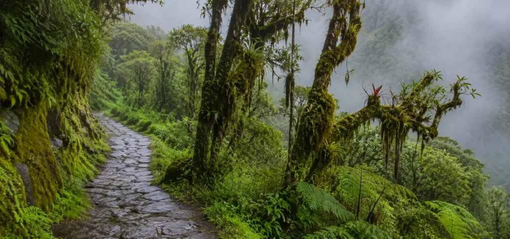 Lush cloud forest on the classic Inca route in the wet season — orchids, mist and no other trekkers