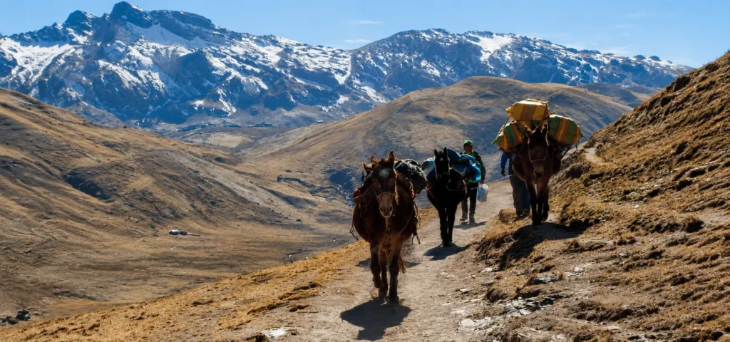 Pack horses carrying camping equipment