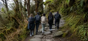 Hikers walking along a stone trail through the cloud forest