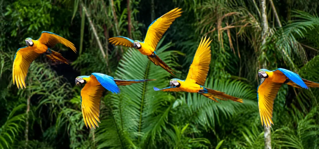 Chuncho Macaw Clay Lick in Tambopata